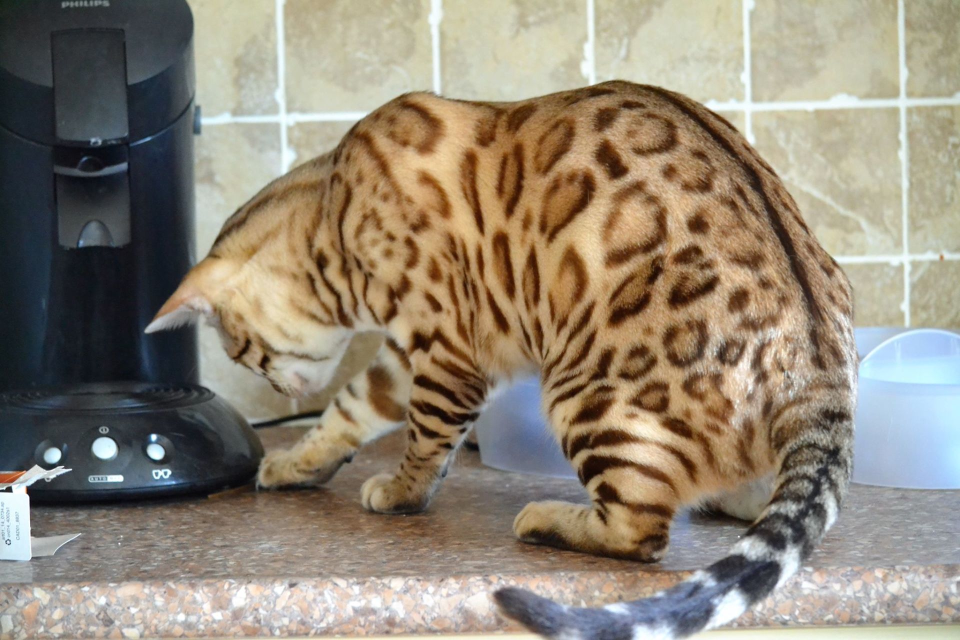 cattery one in a million - de sneeuwbengaal