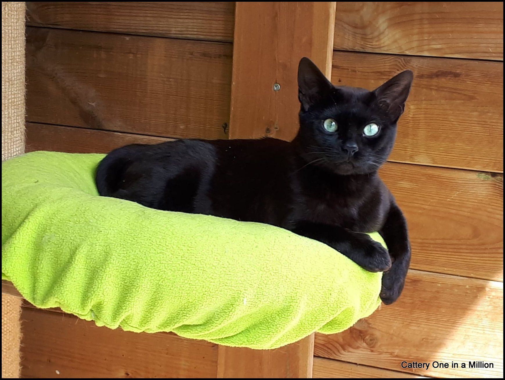 Melanistic