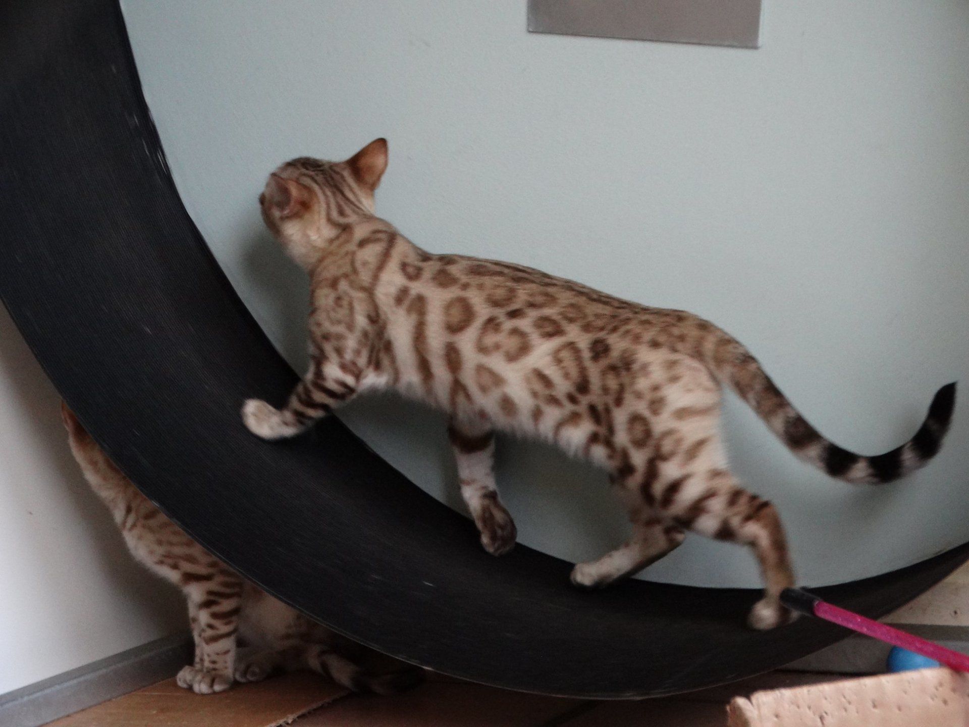 cattery one in a million - Luma