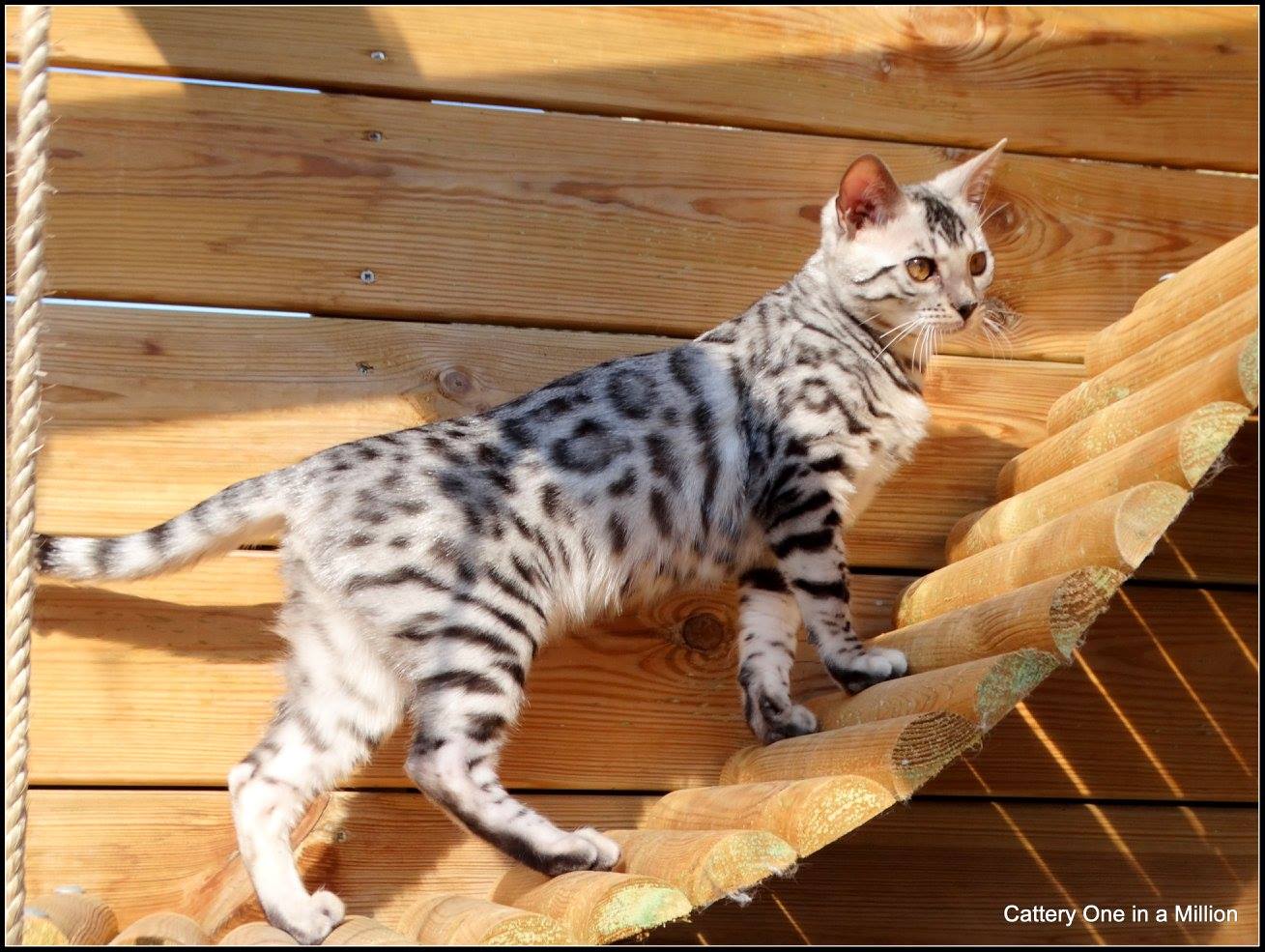 cattery one in a million - Jazz