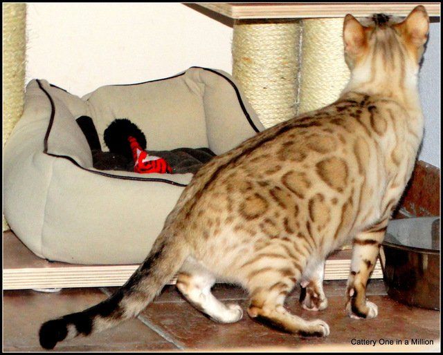 cattery One in a Million