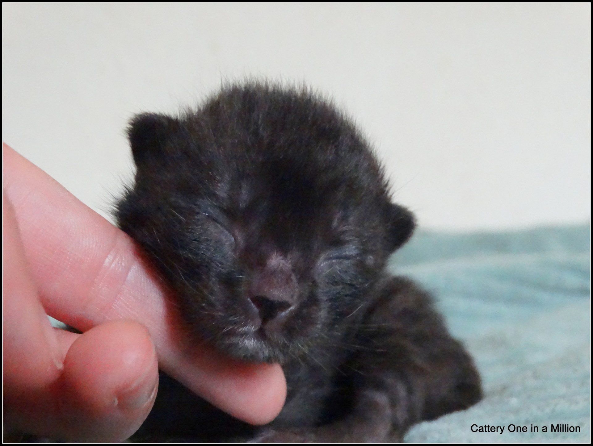 Melanistic