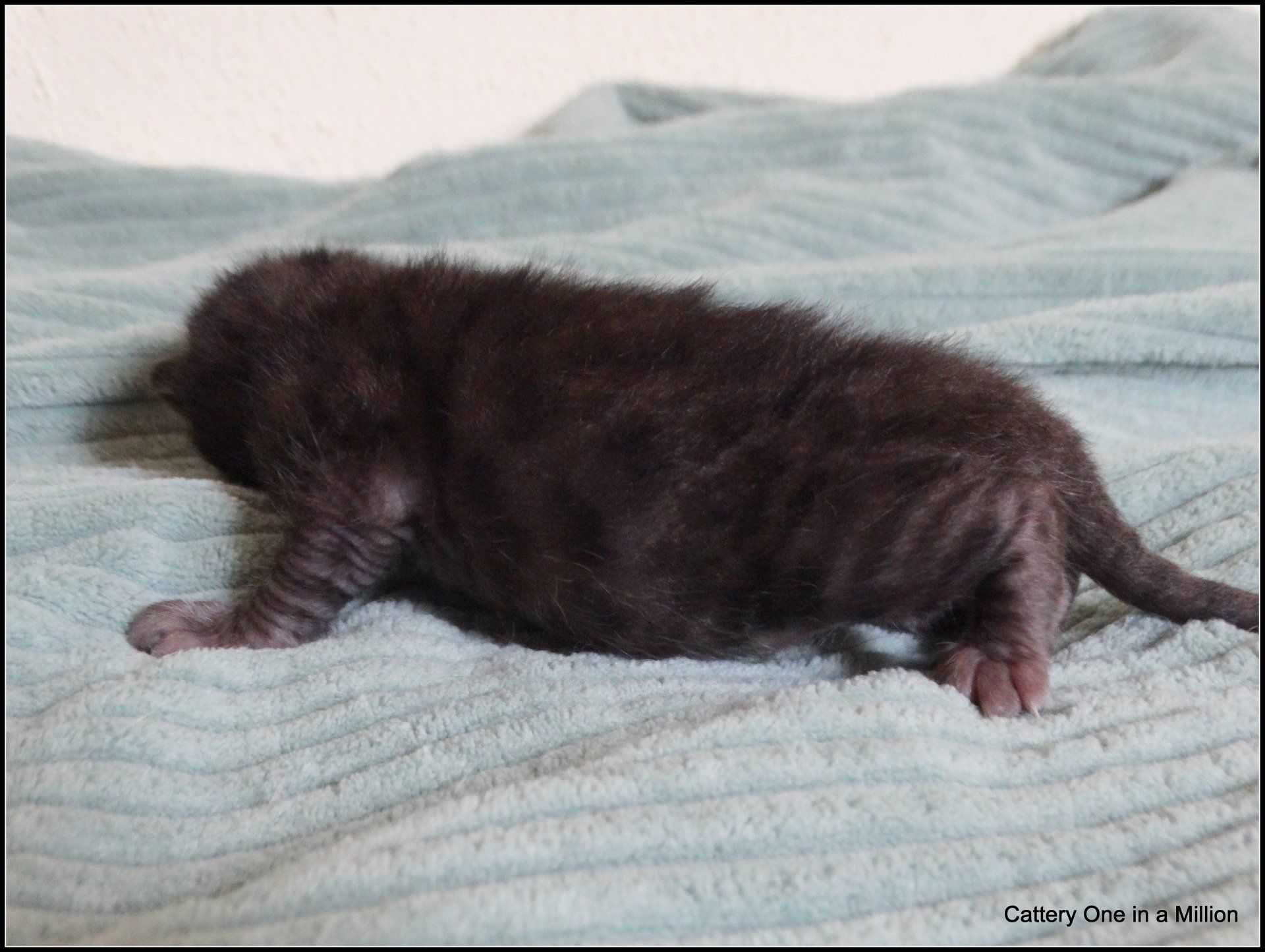 Melanistic