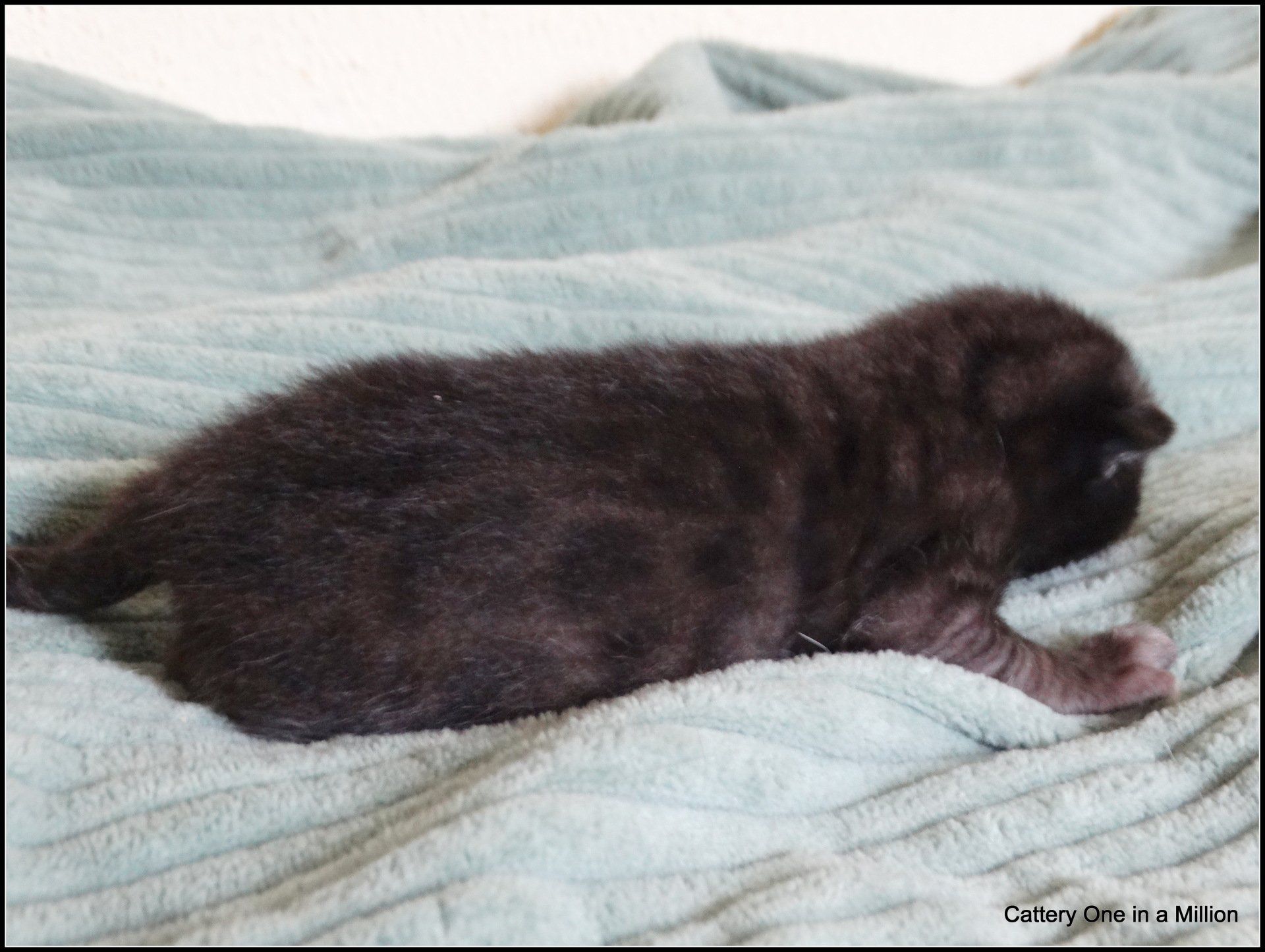 Melanistic