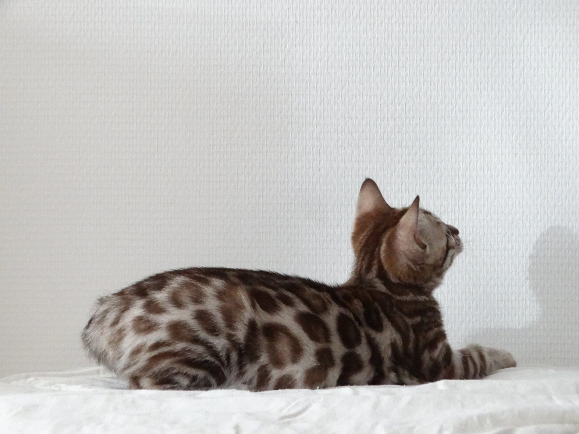 cattery one in a million - de sneeuwbengaal