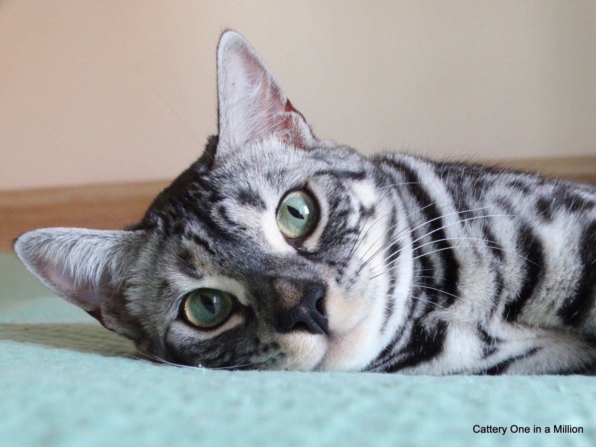 cattery one in a million - Flint