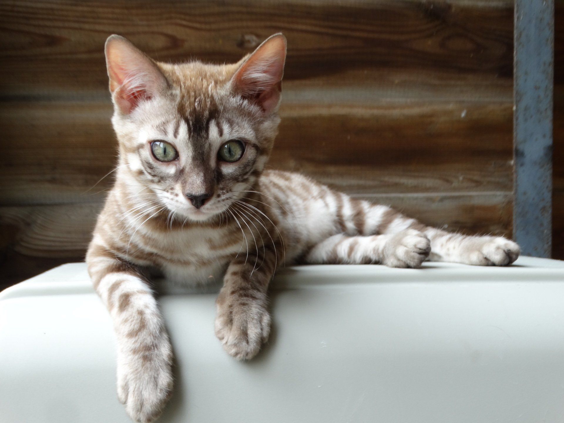 cattery one in a million - Maxx