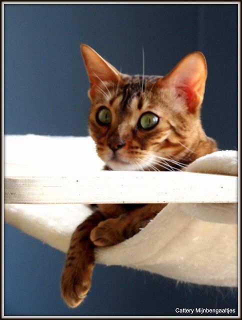 cattery One in a Million