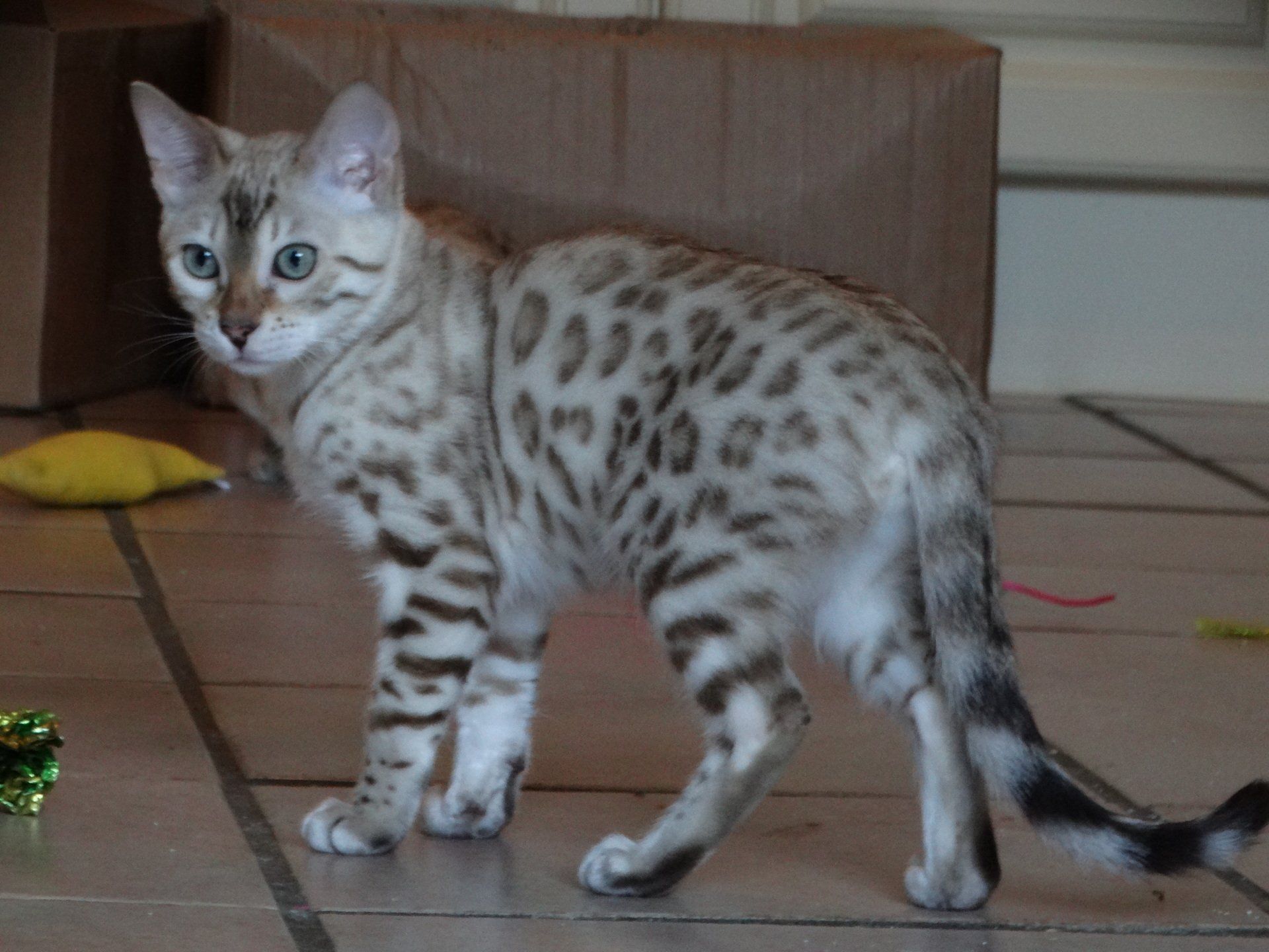 cattery one in a million - Luma