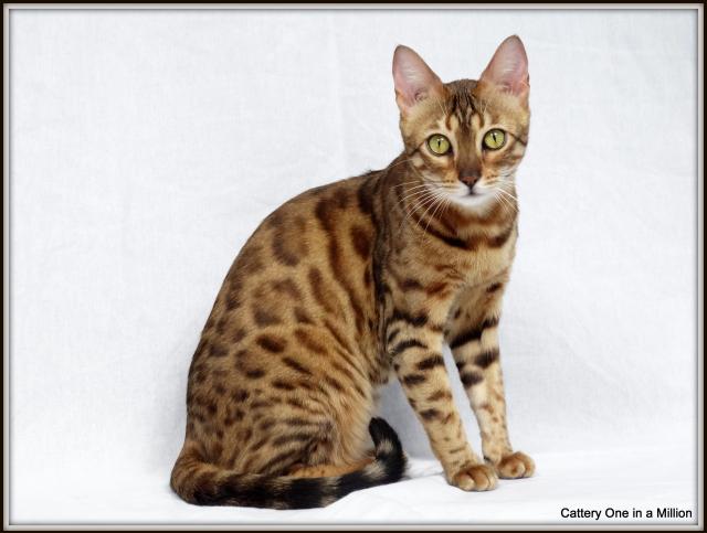 cattery One in a Million