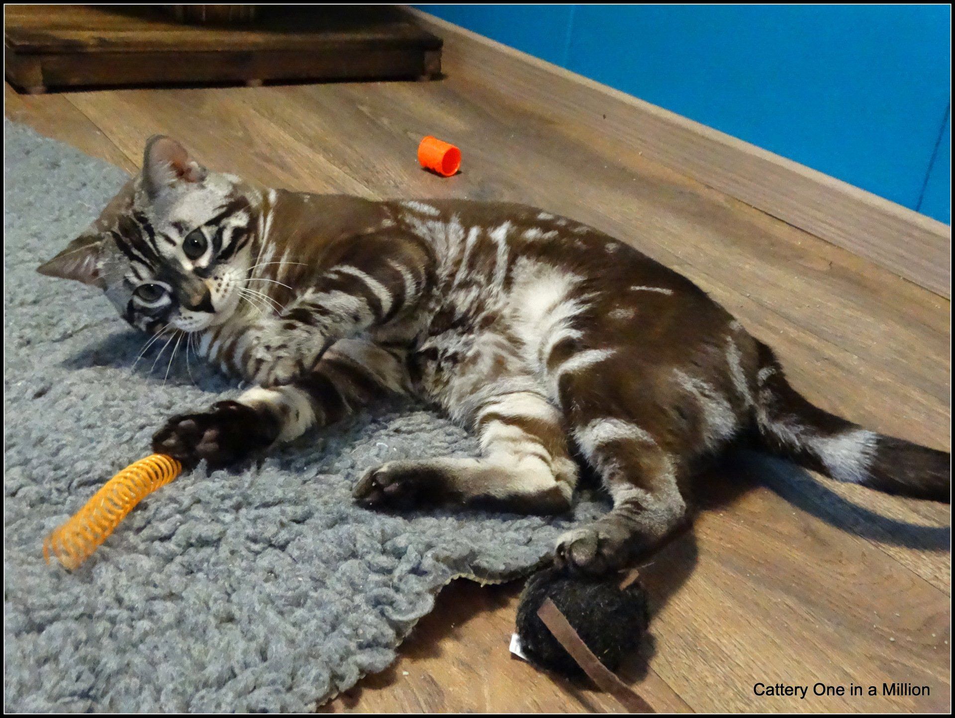 cattery one in a million - Lego