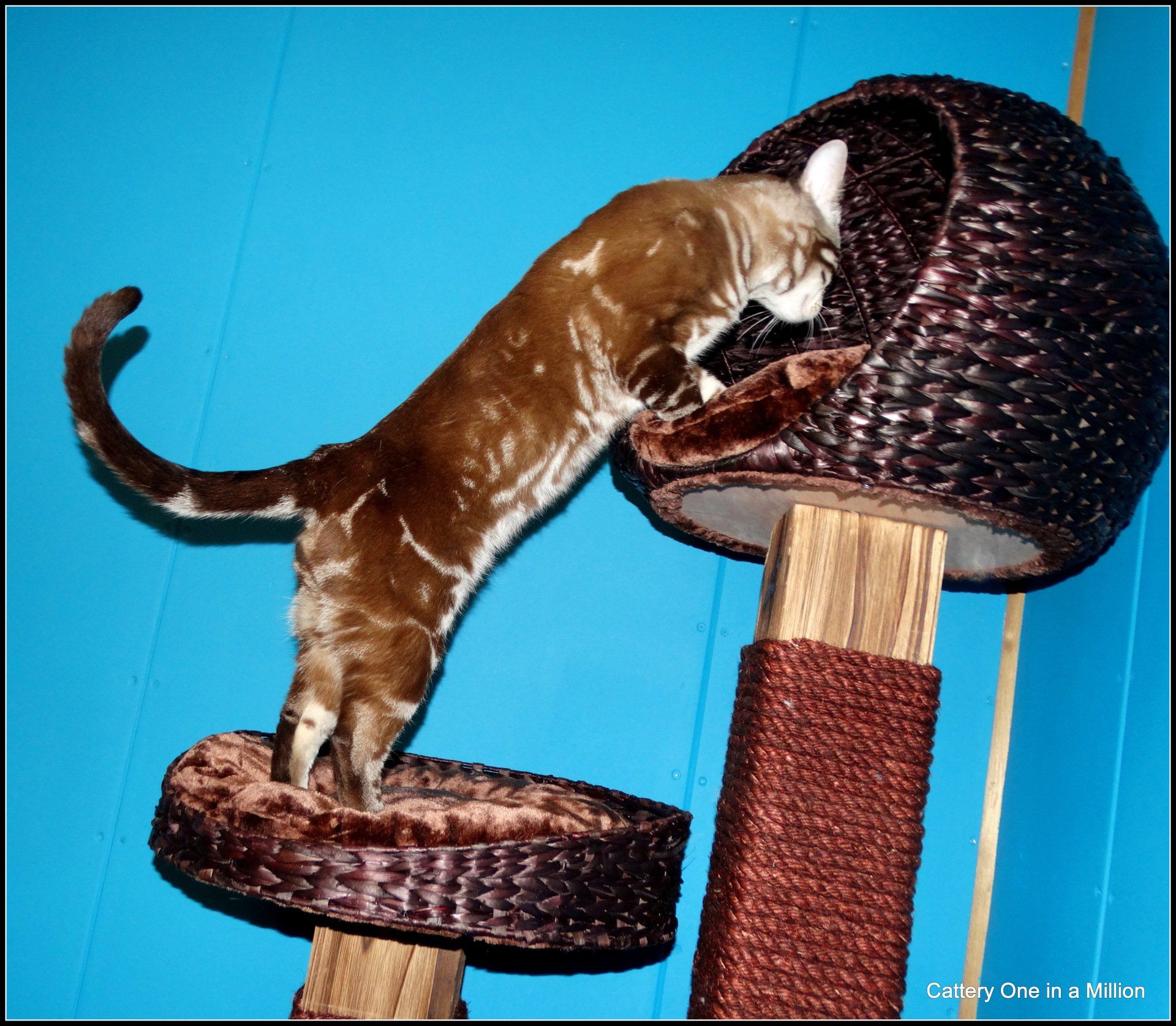 cattery one in a million - de sneeuwbengaal