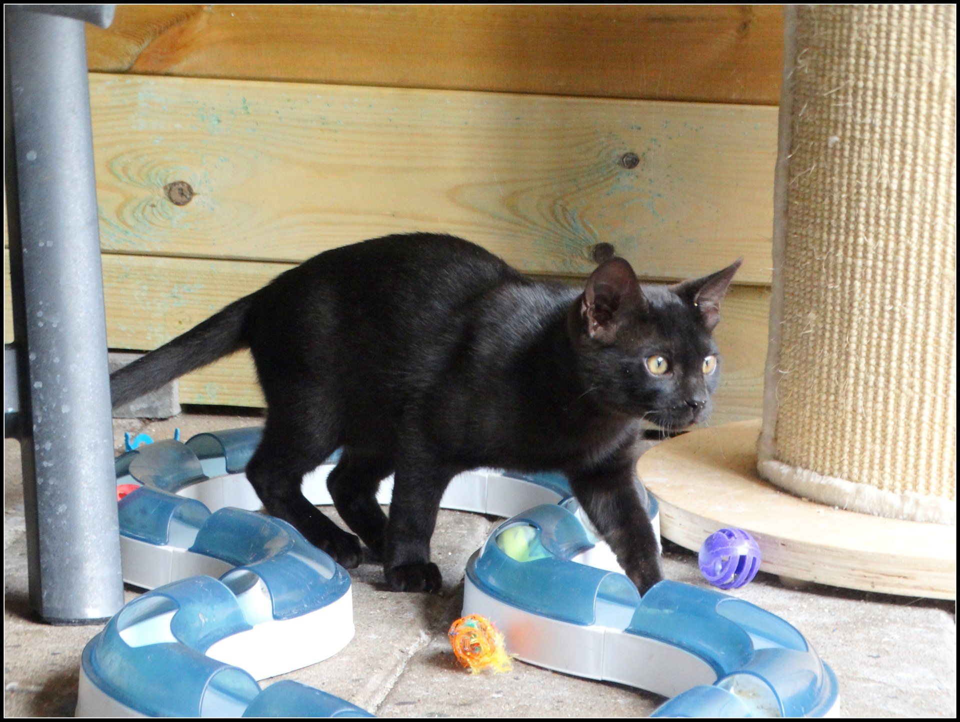 Melanistic