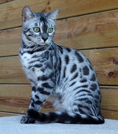 cattery one in a million - Ziva