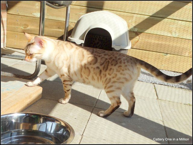 cattery One in a Million