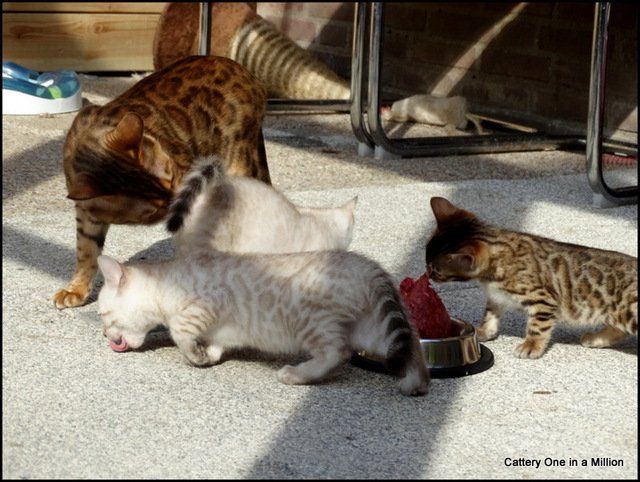cattery one in a million - Skye