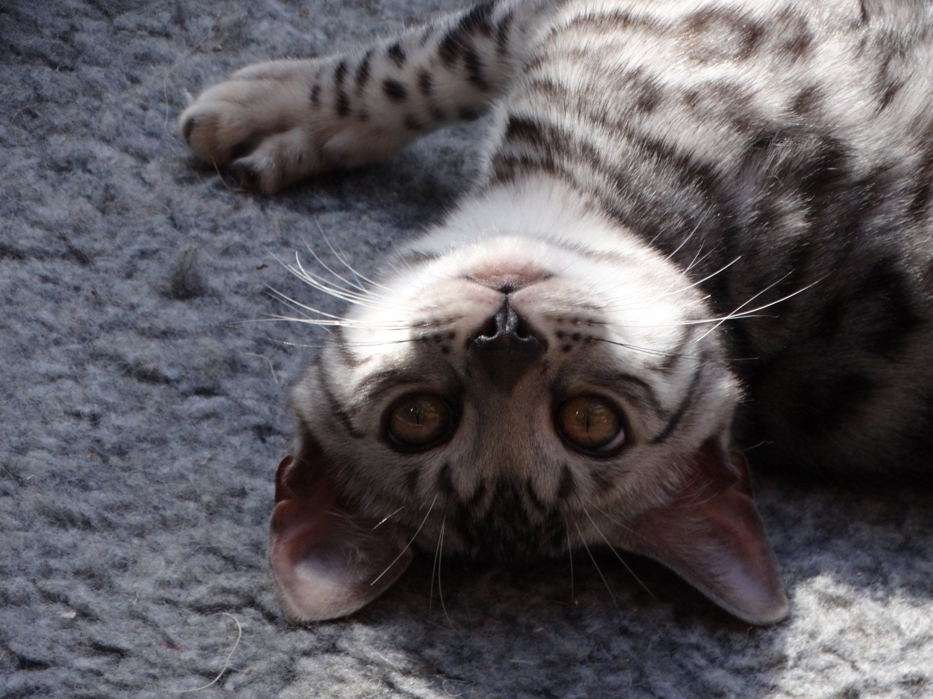 cattery one in a million - Jazz
