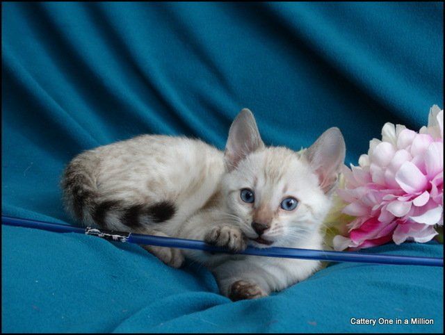 cattery one in a million - Skye