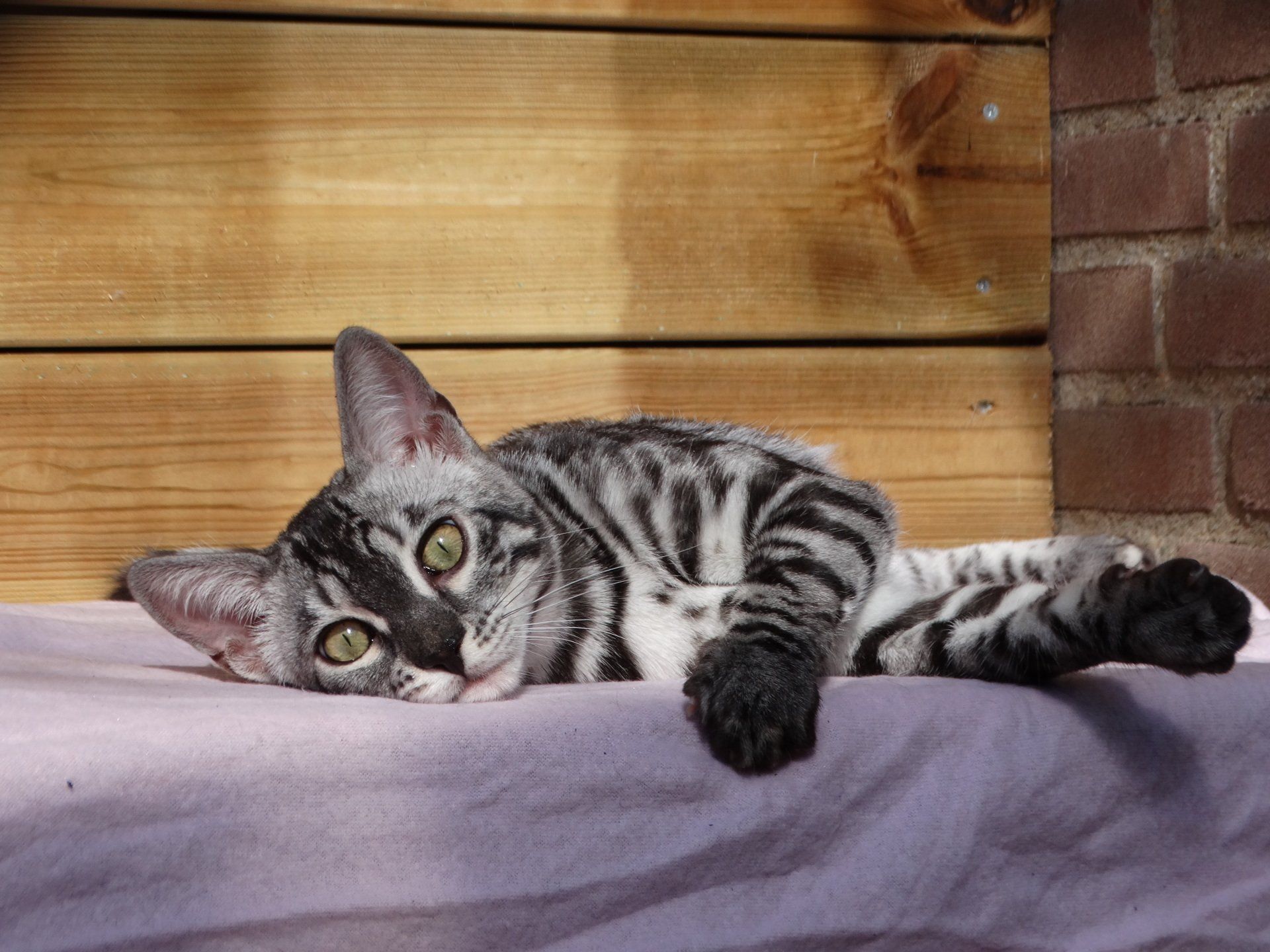 cattery one in a million - Ziva