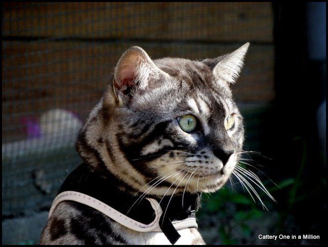 Cattery One in a Million