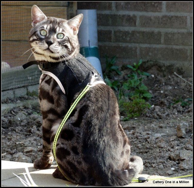 Cattery One in a Million