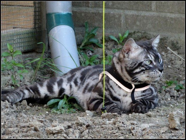 Cattery One in a Million