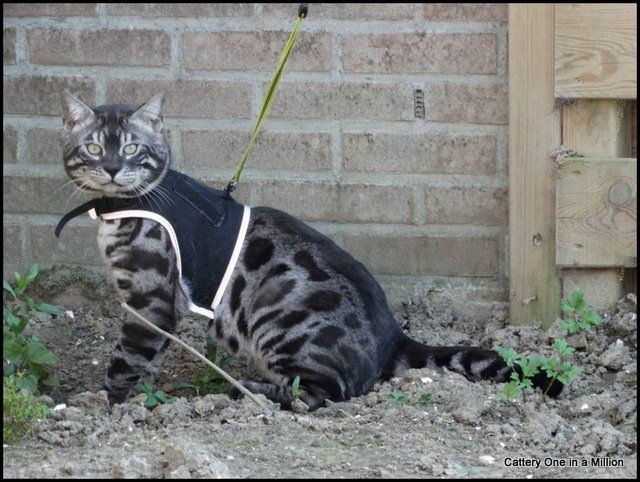 Cattery One in a Million