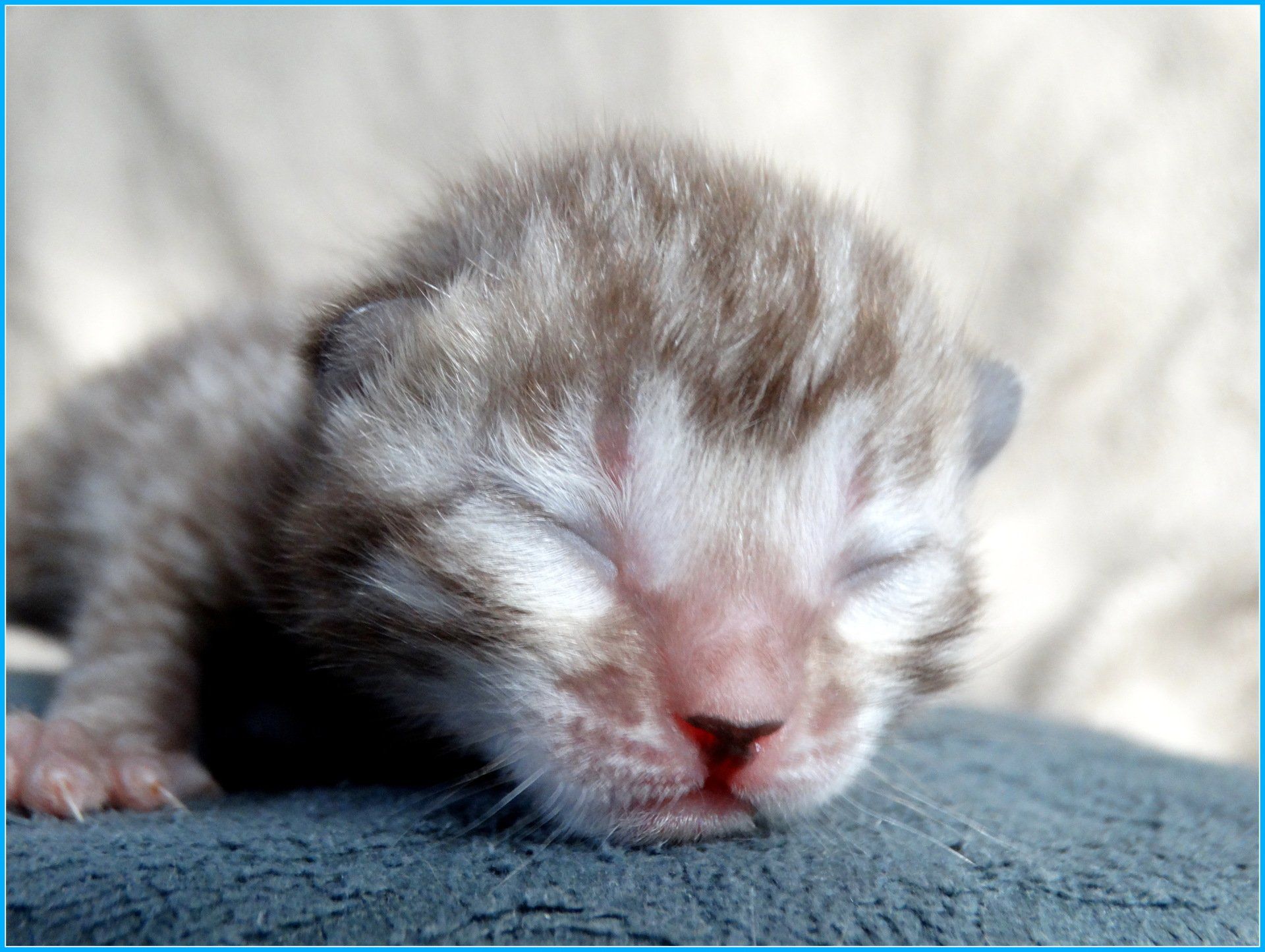cattery one in a million - Maxx