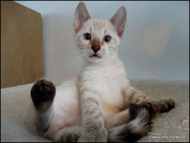 cattery one in a million - Skye
