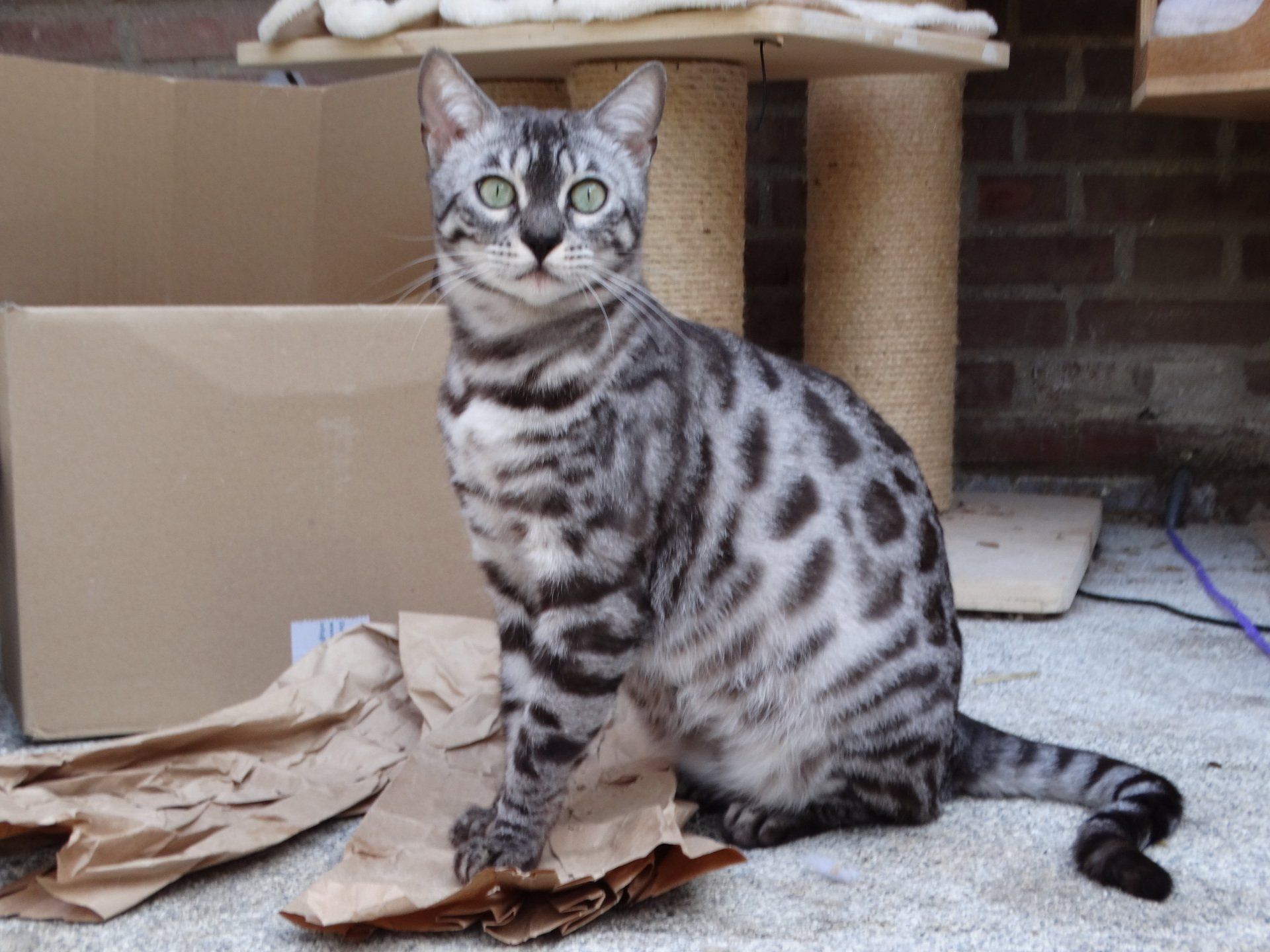 cattery one in a million - Ziva