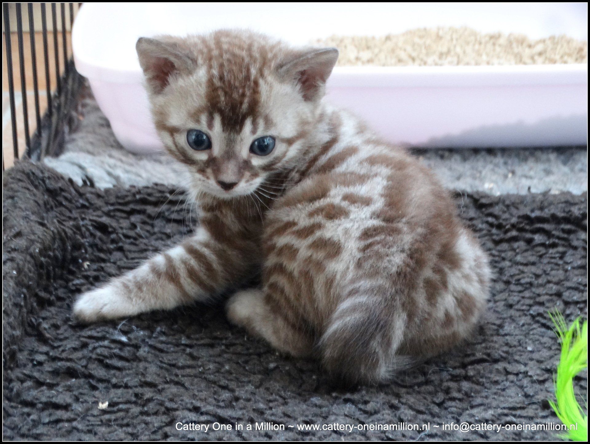 cattery one in a million - Maxx