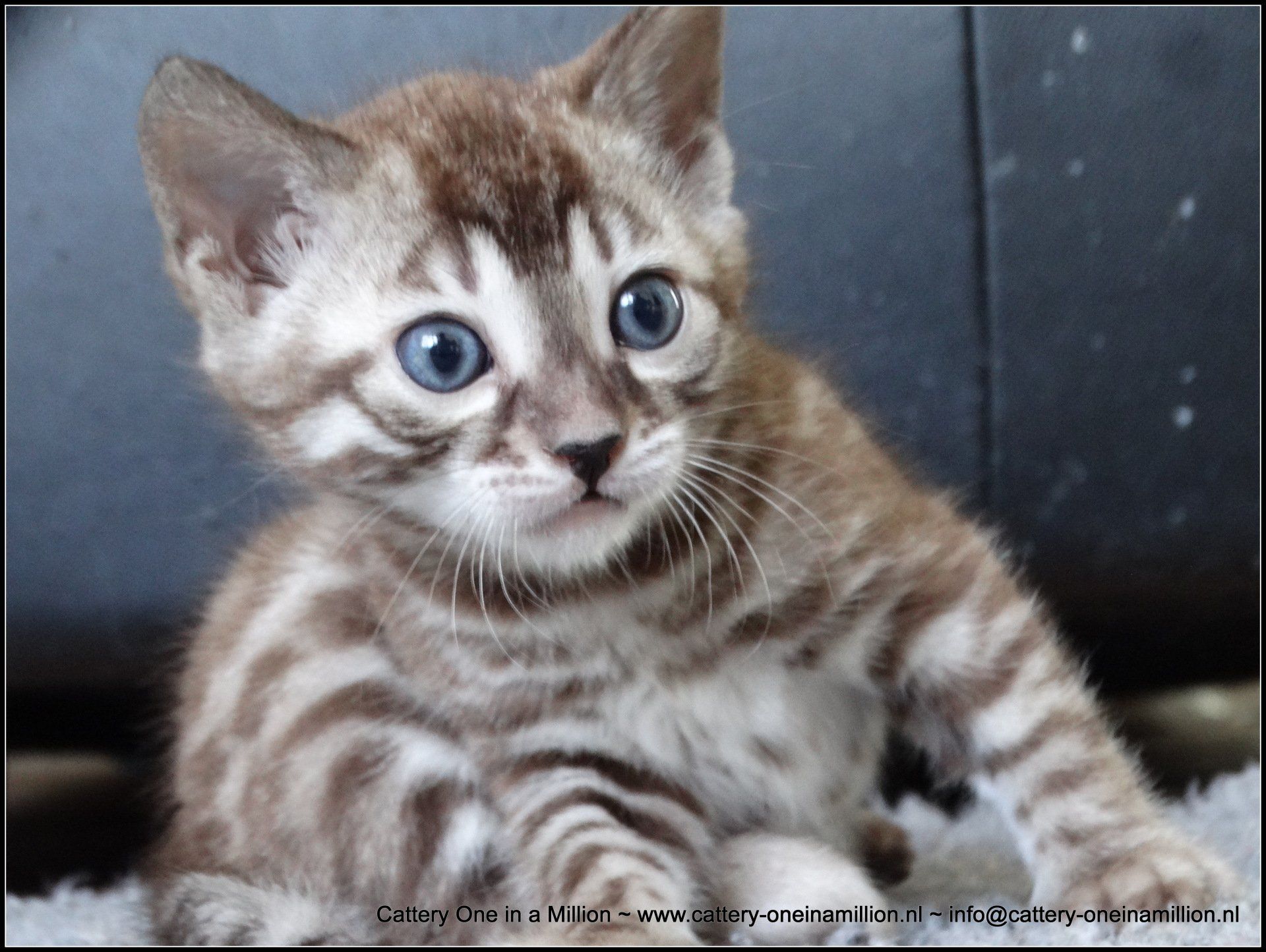 cattery one in a million - Maxx
