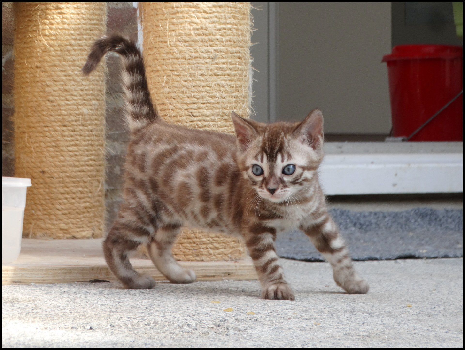 cattery one in a million - Maxx
