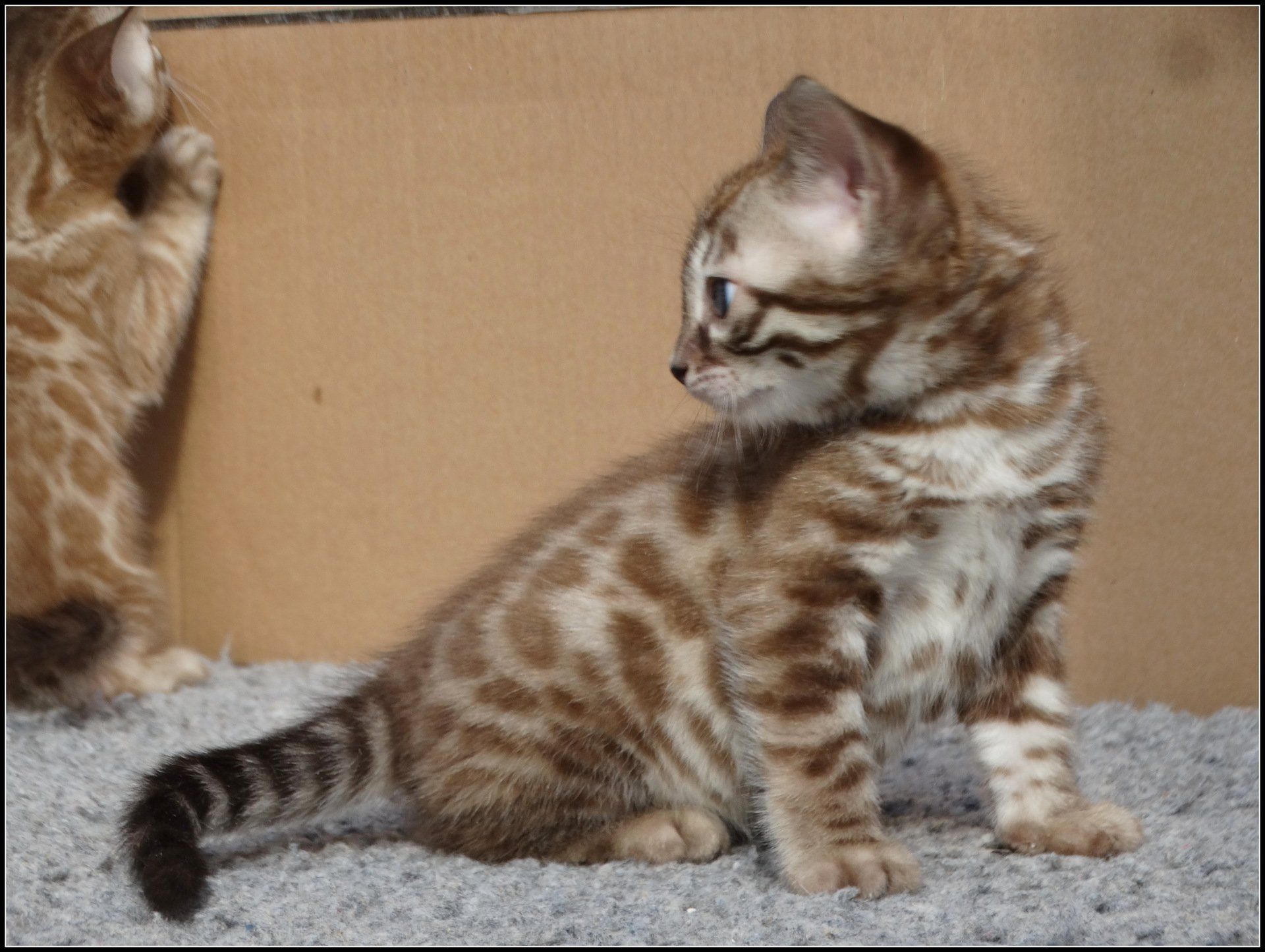 cattery one in a million - Maxx