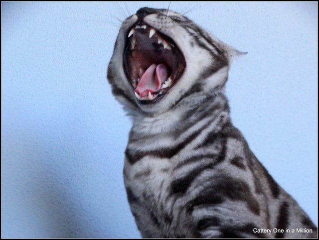 Cattery One in a Million