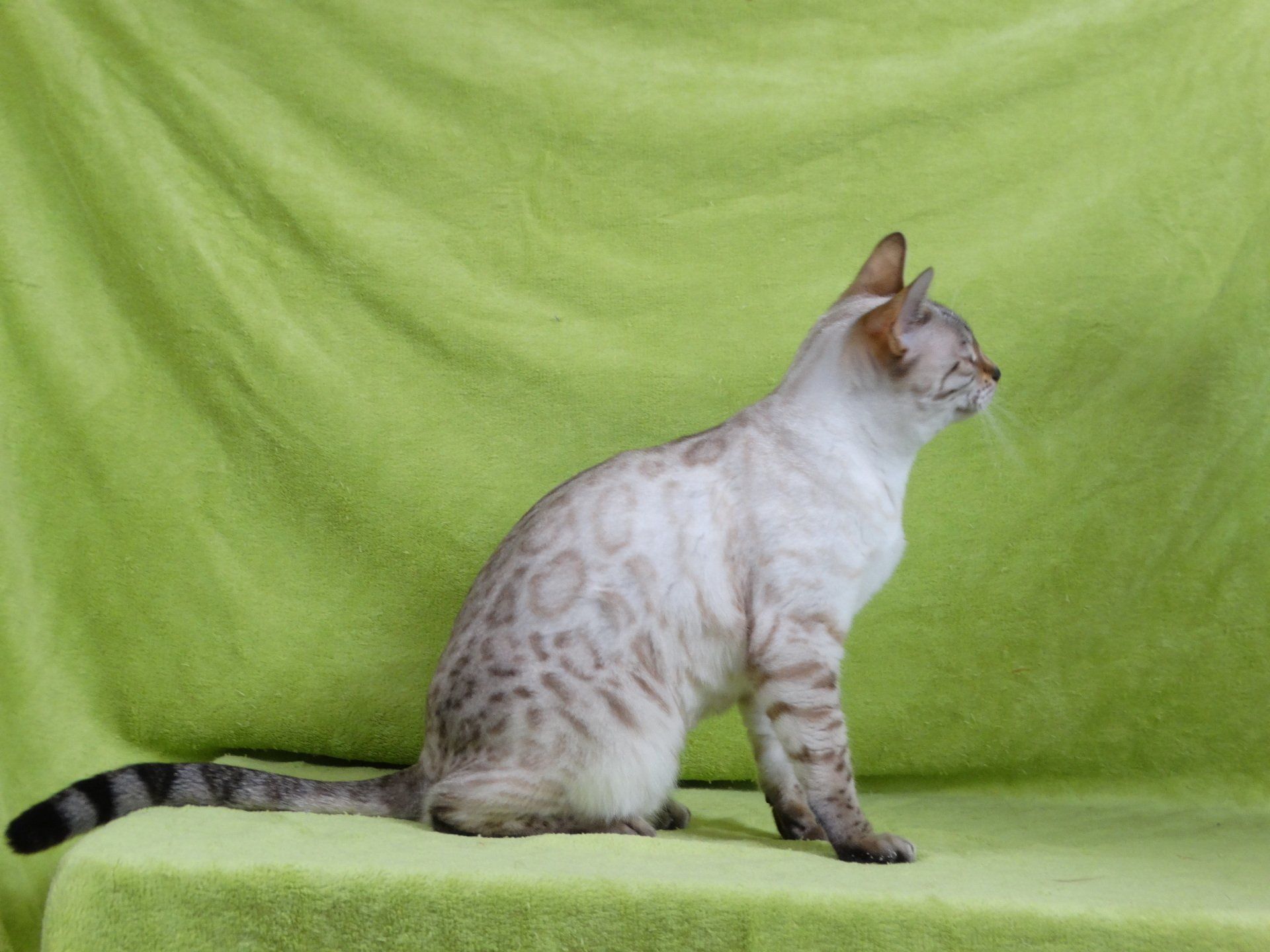 cattery one in a million - Skye