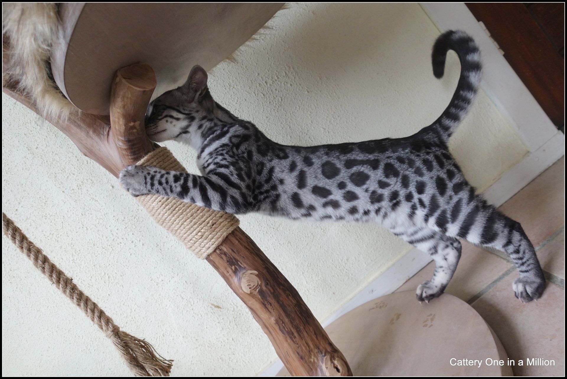 cattery one in a million - Flint