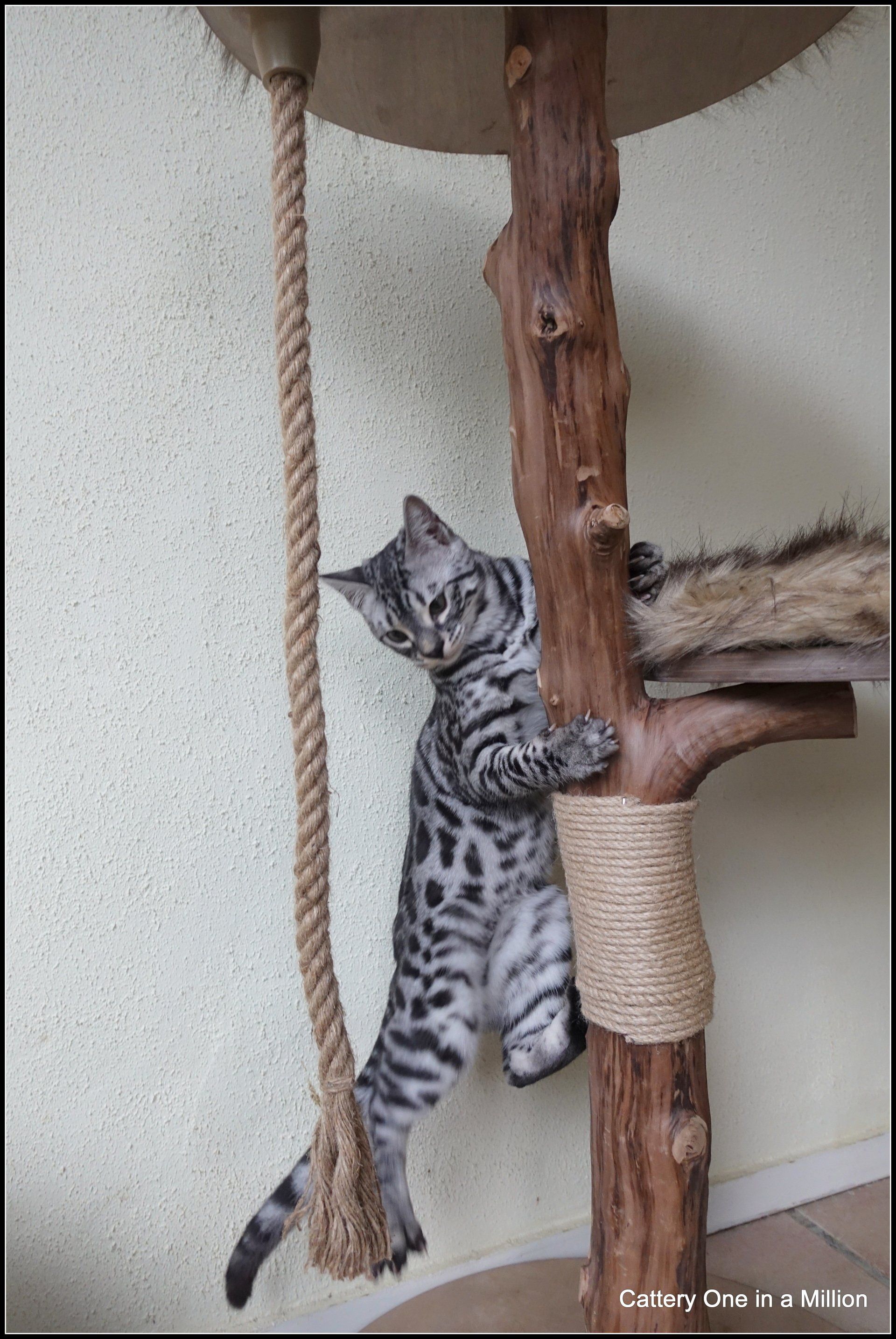 cattery one in a million - Flint