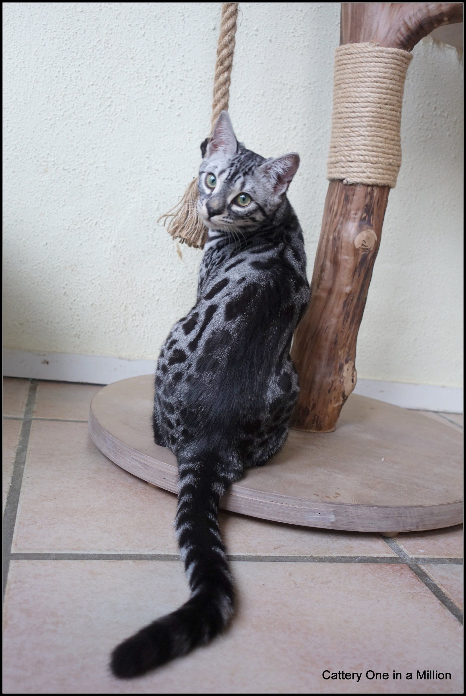 cattery one in a million - Flint