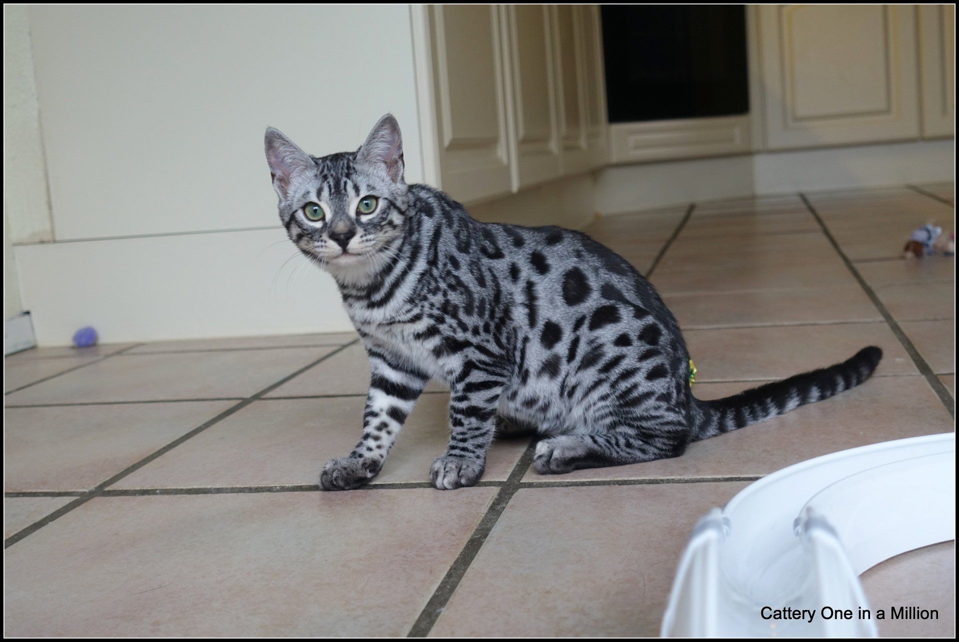 cattery one in a million - Flint