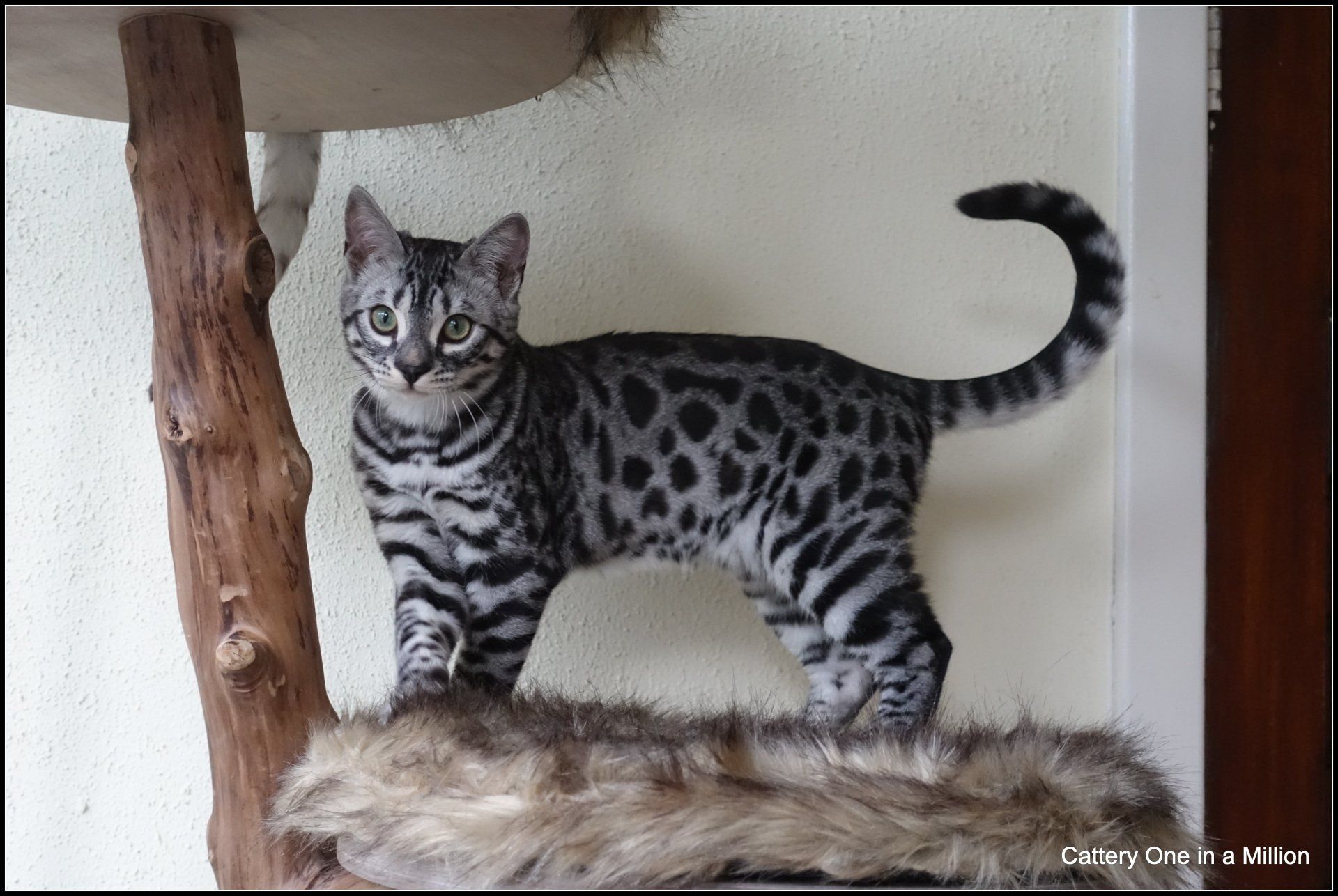 cattery one in a million - Flint
