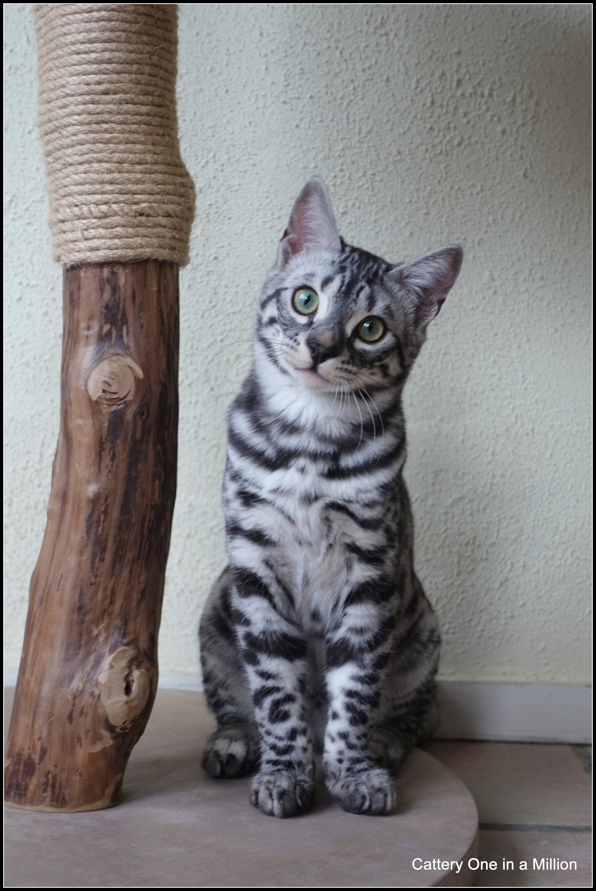 cattery one in a million - Flint