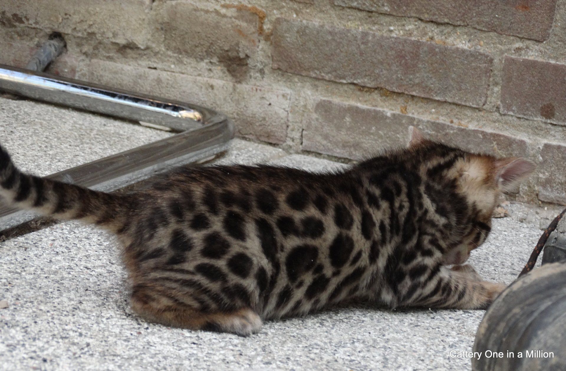 cattery one in a million - Stella