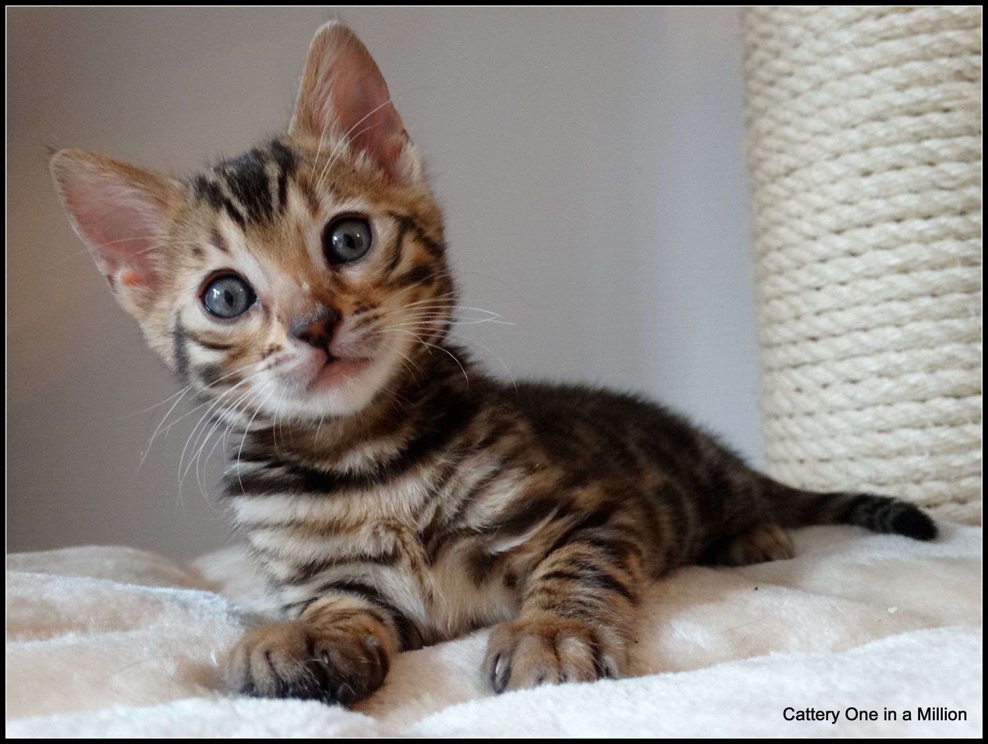 cattery one in a million - Stella