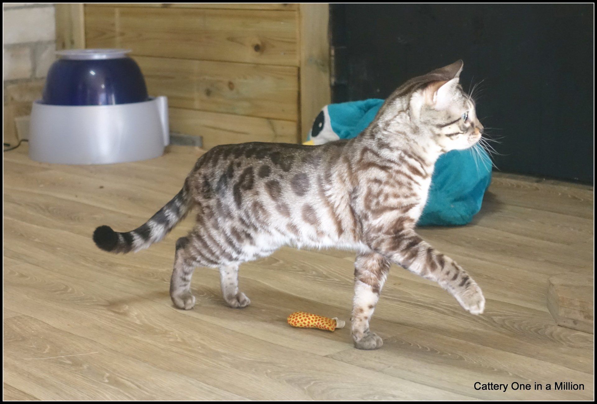 cattery one in a million - Maxx