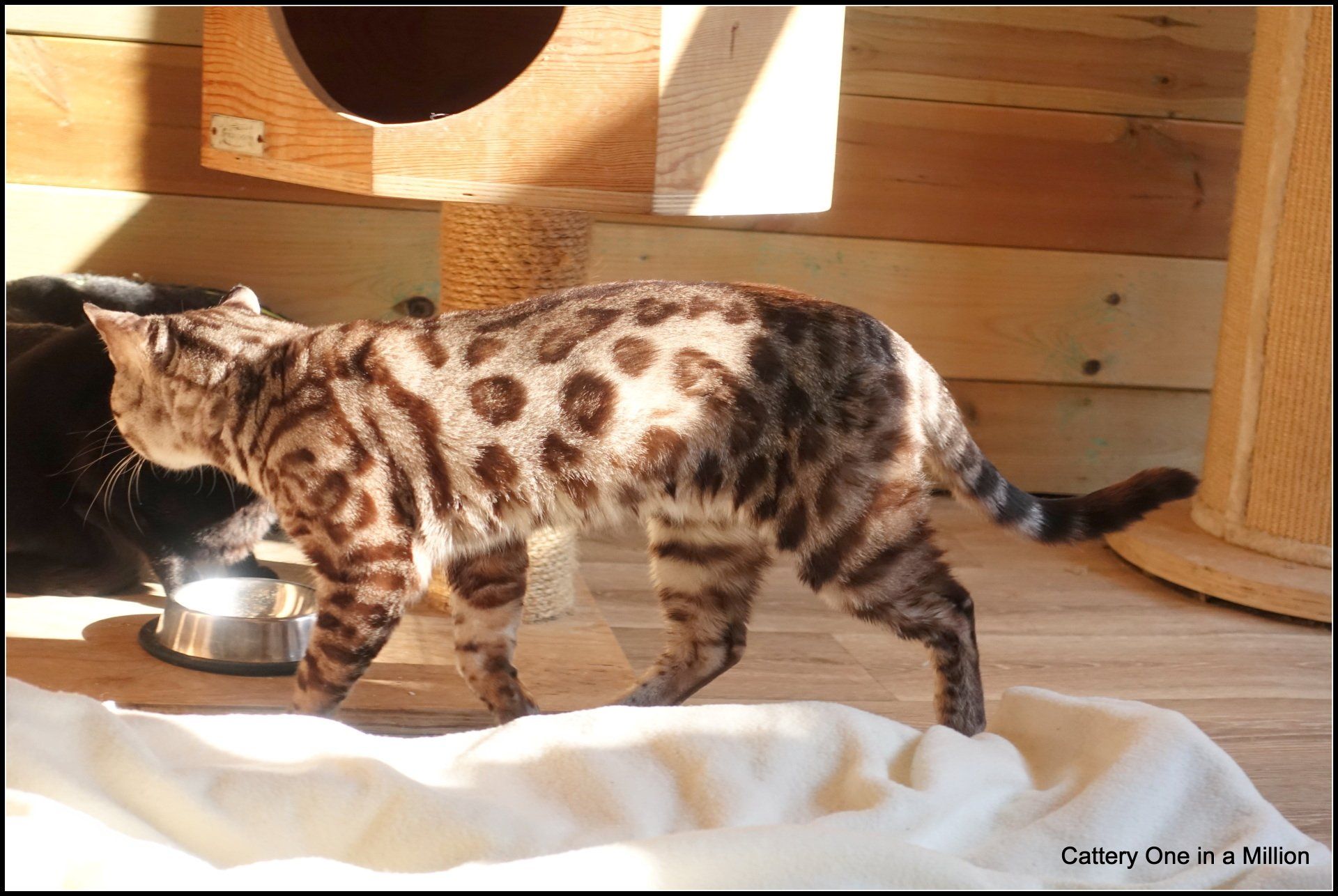 cattery one in a million - Maxx