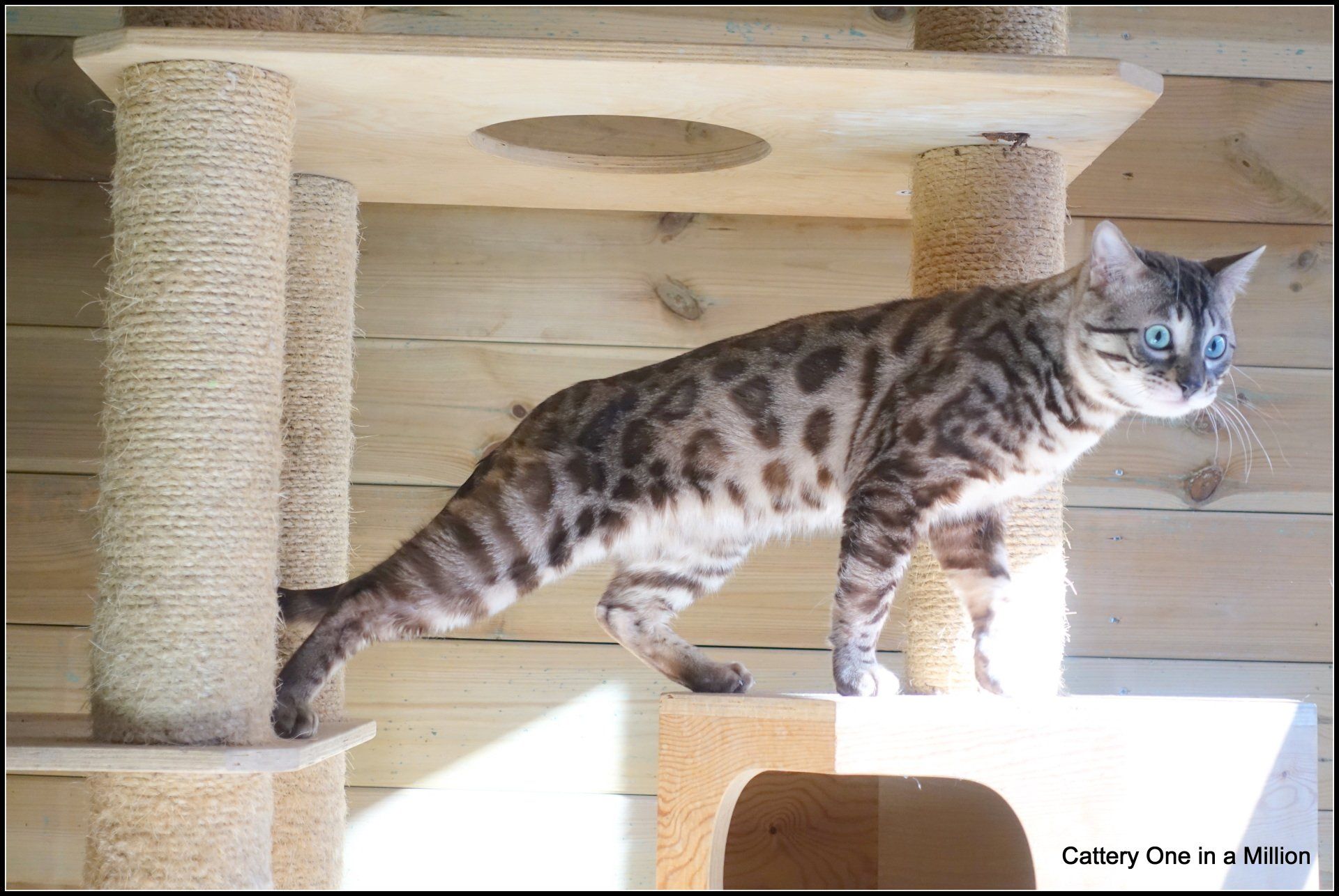 cattery one in a million - Maxx