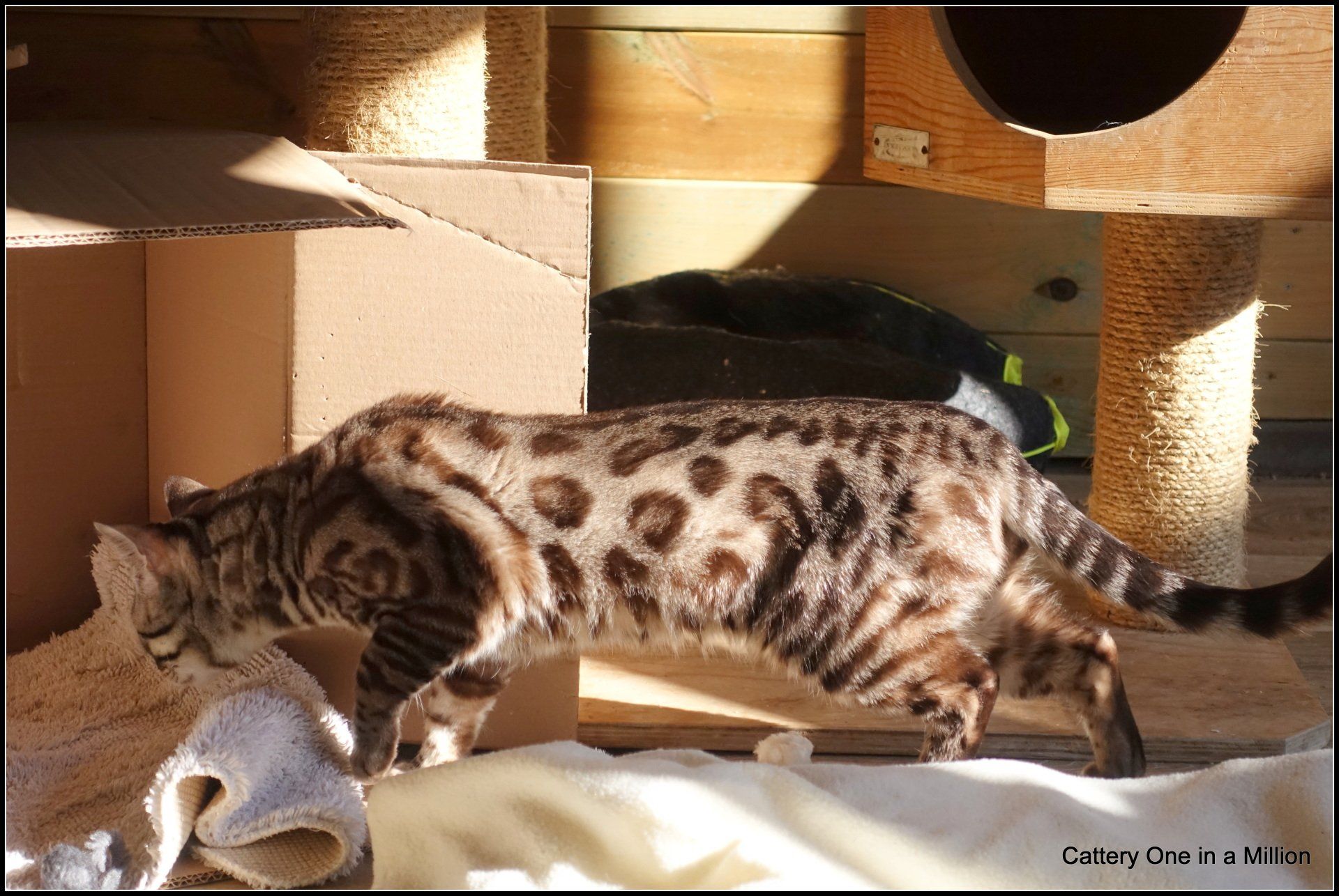 cattery one in a million - Maxx