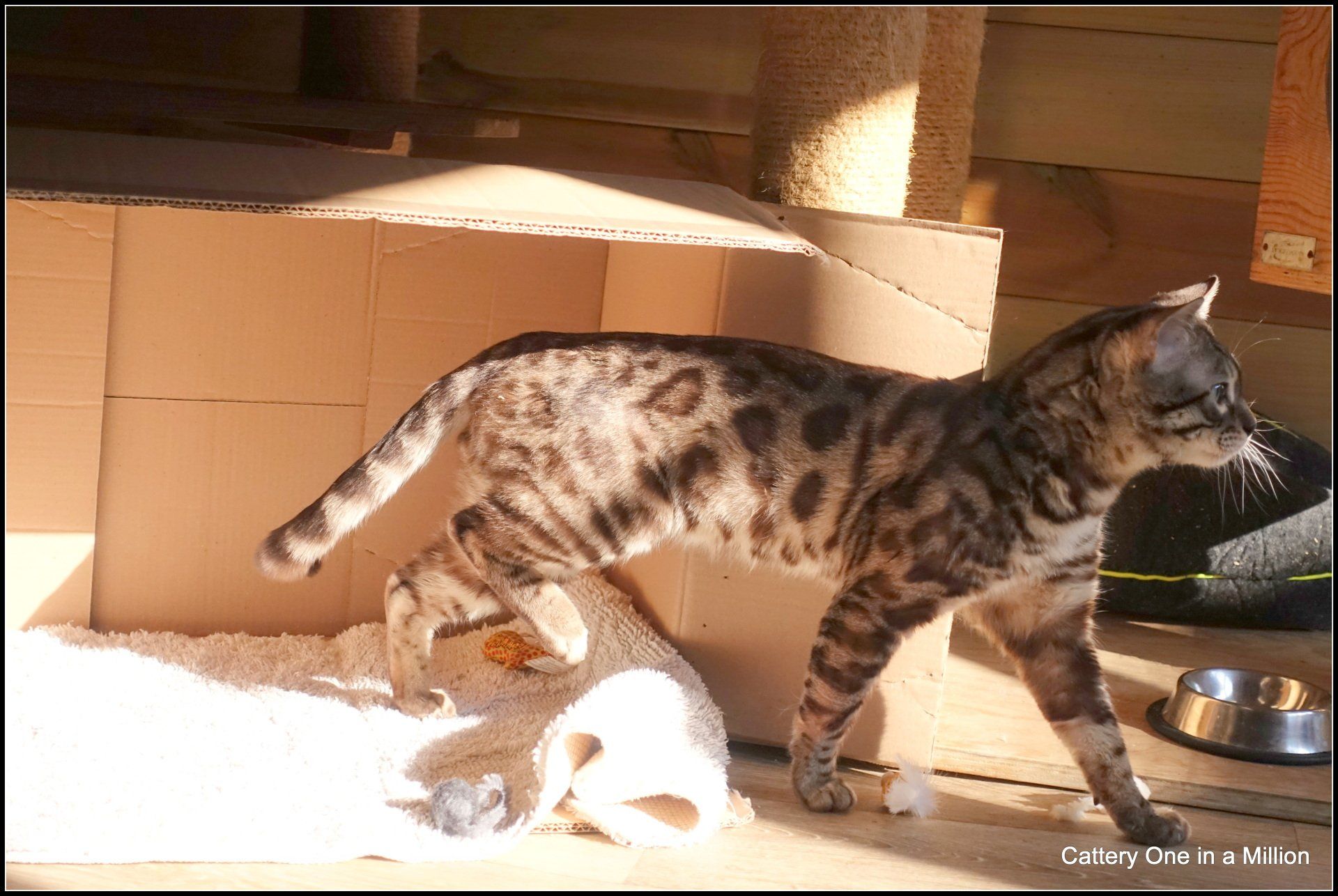cattery one in a million - Maxx