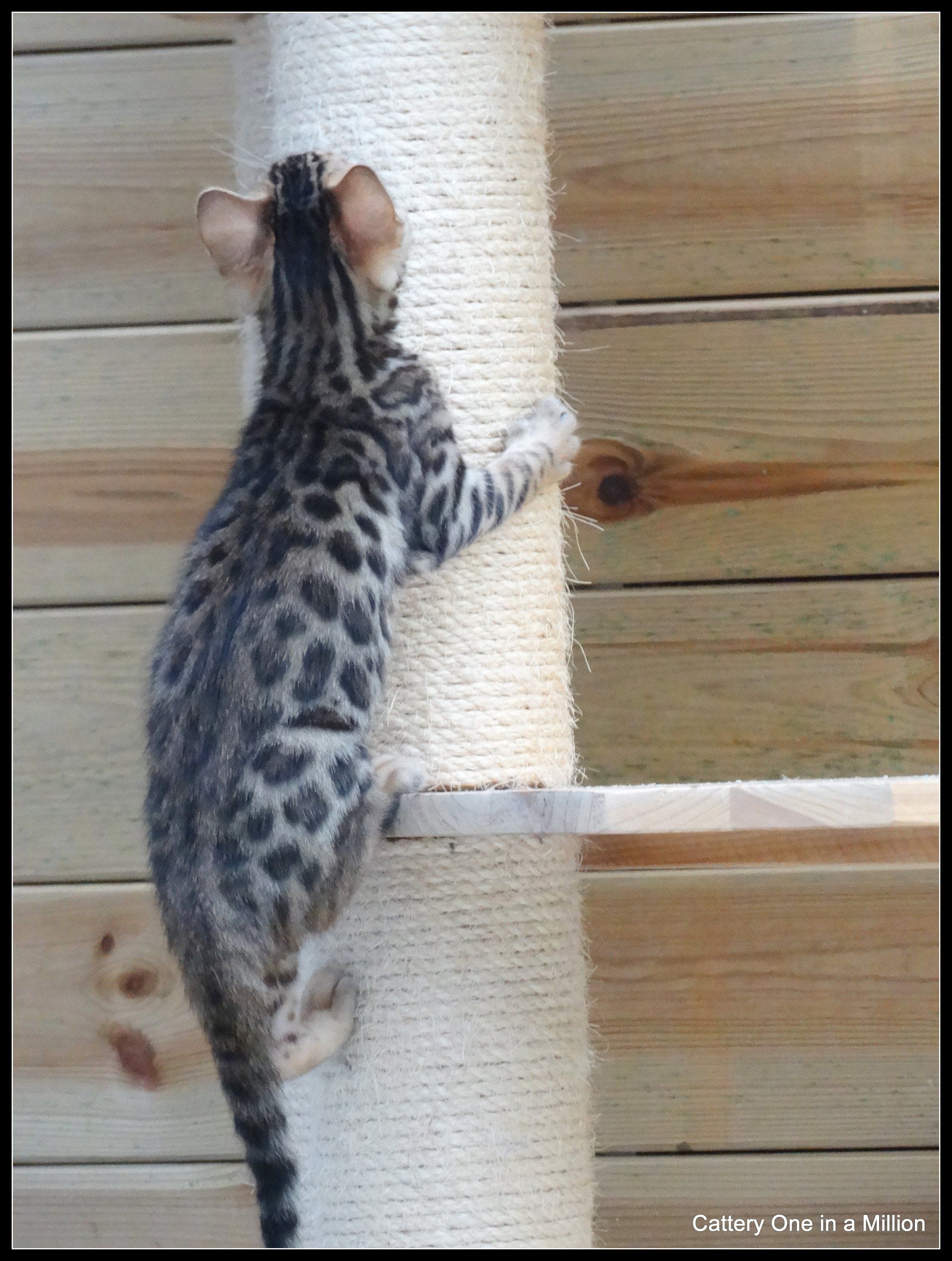 cattery one in a million - Stella